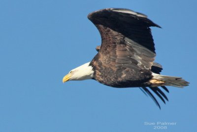 1-22 eagle web 1171.jpg