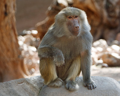 Baboon lounging