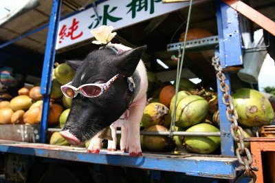 pig with glasses.JPG