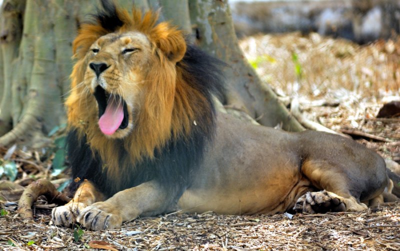 Indian Lion