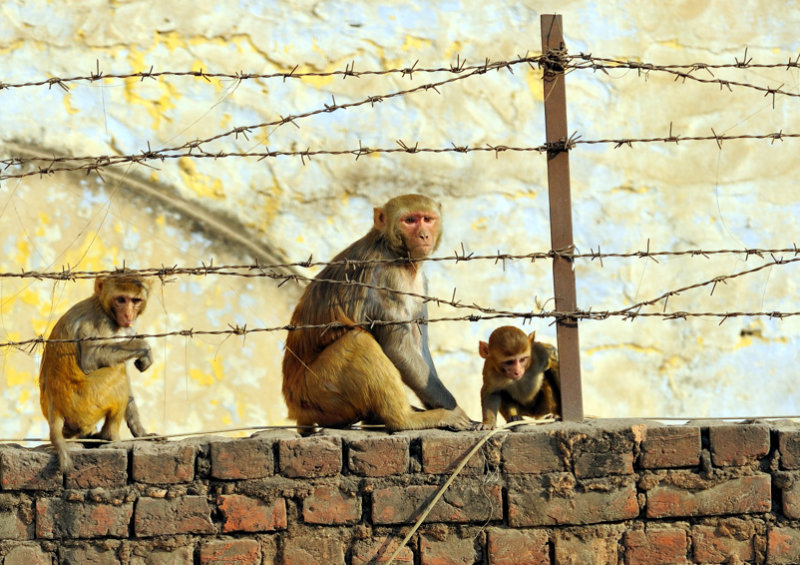Not zoo...