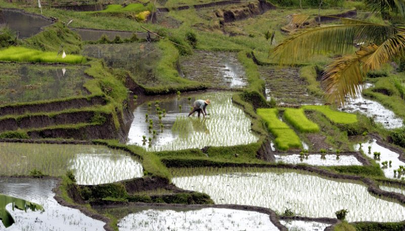 Rice planting