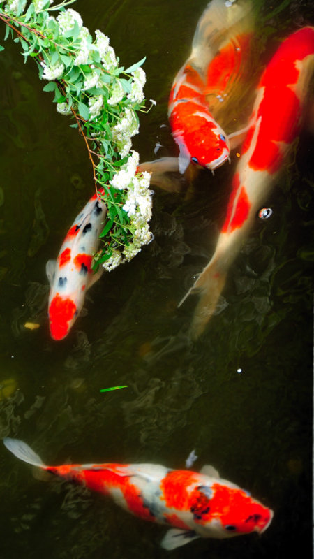 The Fish Eating the Flowers