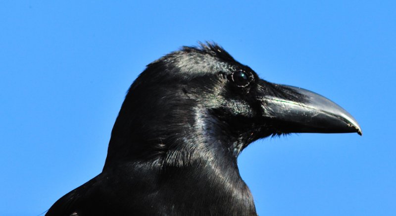 Karasu