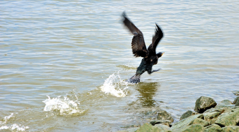 Cormoran Take Off