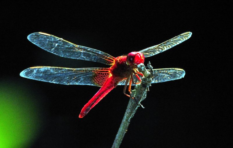 Red Dragonfly