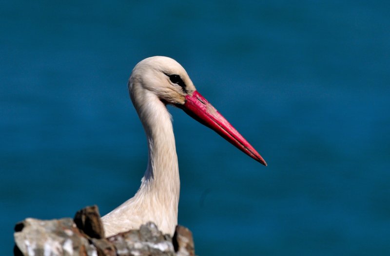 White Stork Portrait Close