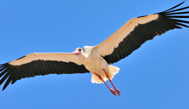 Prepare for Landing, Nose Down!