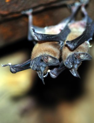 House bats