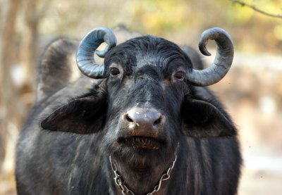 Water Buffalo's (Bubalus bubalis) Portrait