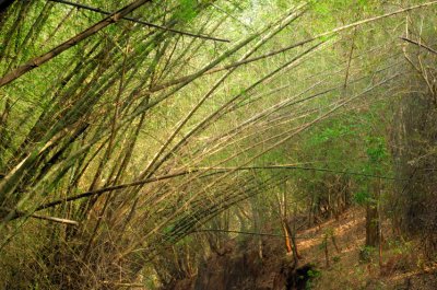 Bambu Forest Road