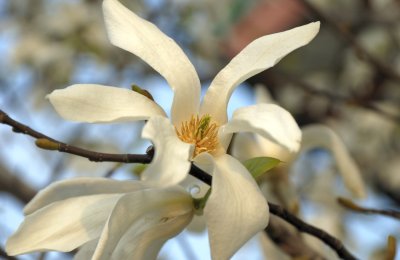 Japan Magnolia