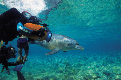 Dolphin Filming