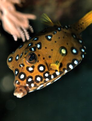 Yellow Boxfish, Ostracion cubicus