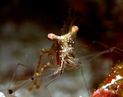 Ghost shrimp