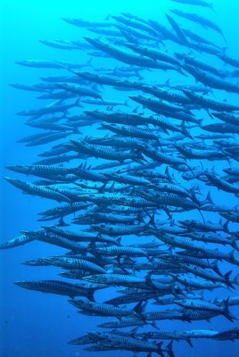 Barracudas