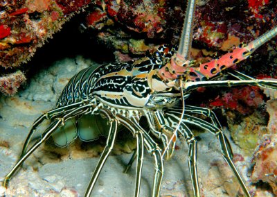 Maldivian Lobster