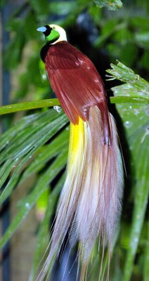 Bird of Paradise