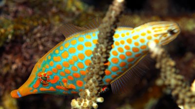 LongnoseFilefish, 'Oxymonacanthus longirostris'