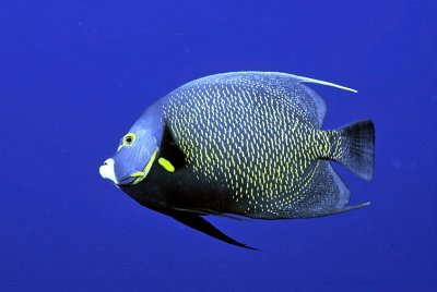 French Angelfish in the Blue...