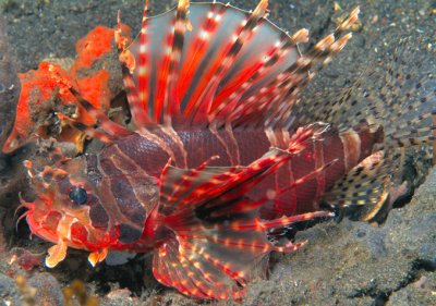 Lionfish