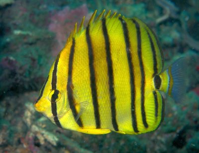 Eight-Banded Butterflyfish, 'Chaetodon octofasciatus'