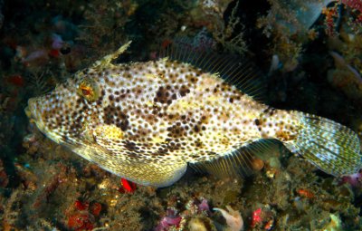 Filefish