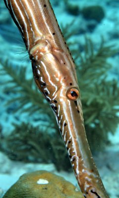 Pipefish