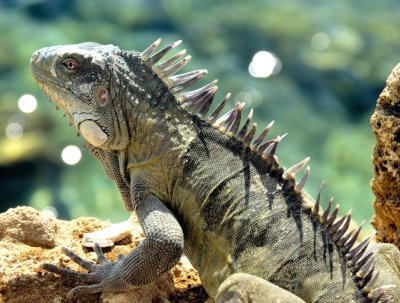 Iguana III