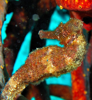 Red seahorse