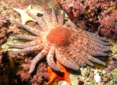Sunflower Sea Star, 'Pycnopodia helianthoides', 
