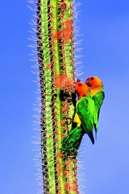 Brown-Throated Parakeets eating. 'A. p. xanthogenia'