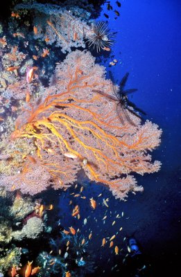 Pink Sea Fan with Crinoids