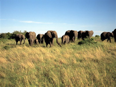 Elephant on the Landscape