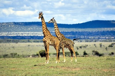Giraffes pair