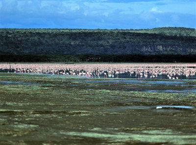 Nakuru Lake