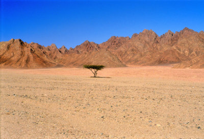 Lone Acacia, on Sinai