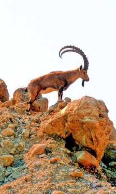 Wild Nubian Ibex (Capra nubiana) - Alfa Male