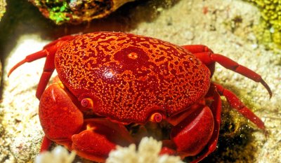 Red Sea Crab, at night -Convex Crab, Carpilius convexus, 