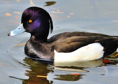 Yellow Eyed Duck