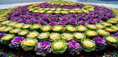 Cabbages as Flowers