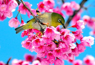 Mejiro Bird on on Sakura