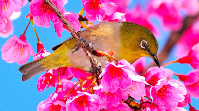 Mejiro Bird on Sakura II