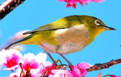 Bird on Sakura lII