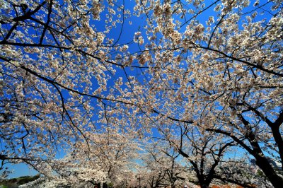 Sakura Ueno Today
