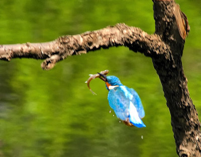 Kingfisher in Flight
