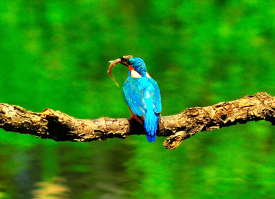 Kingfisher's Back with Fish