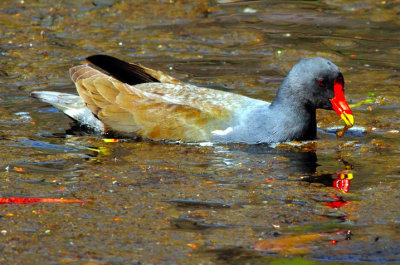 Waterbird Eating
