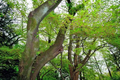 Early Spring Magical Forest