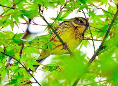 Yellow Bird